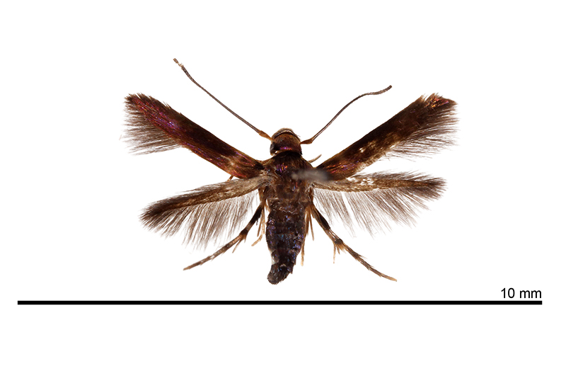 Cuprina insolita